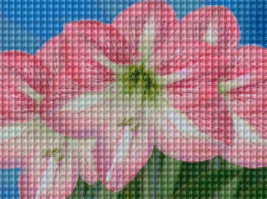 Amaryllis free cross-stitch pattern