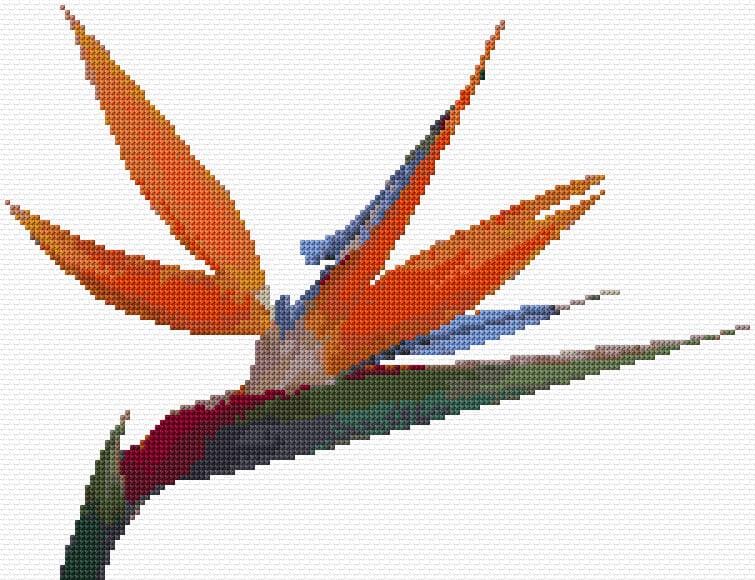 Bird of Paradise free cross-stitch pattern