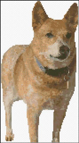 Red Heeler free cross-stitch pattern