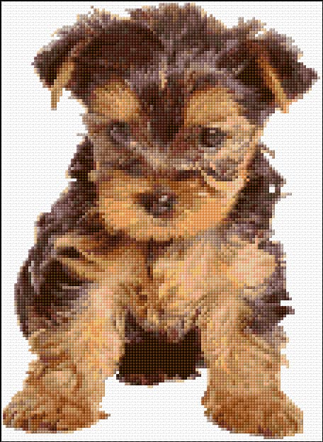Yorkie free cross-stitch pattern