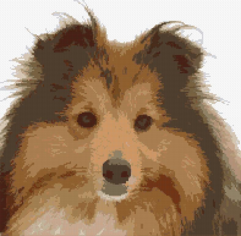 Shetland Sheepdog free cross-stitch pattern