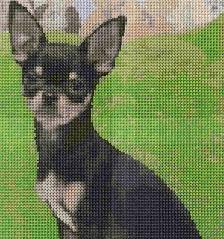 Black Chihuahua free cross-stitch pattern