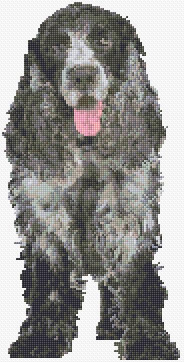 Blue Roan Cocker Spaniel free cross-stitch pattern