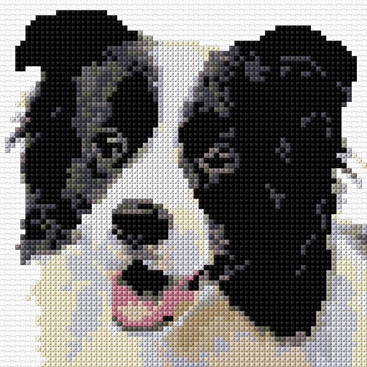 Border Collie free cross-stitch pattern
