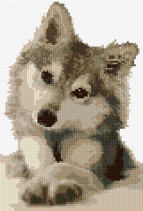 Alaskan Klee Kai free cross-stitch pattern