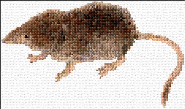 Shrew free cross-stitch pattern