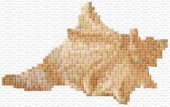 Sea Shell 4 free cross-stitch pattern