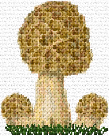 Morel free cross-stitch pattern