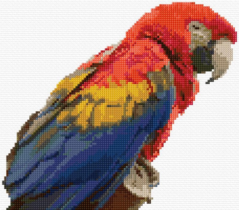 Red Maccaw free cross-stitch pattern