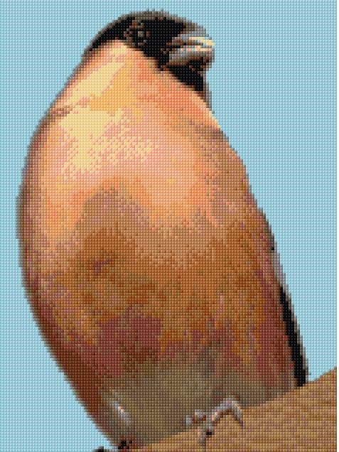 Bullfinch free cross-stitch pattern