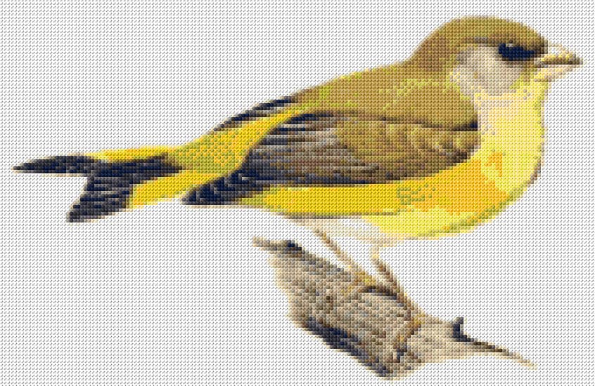 Canary free cross-stitch pattern