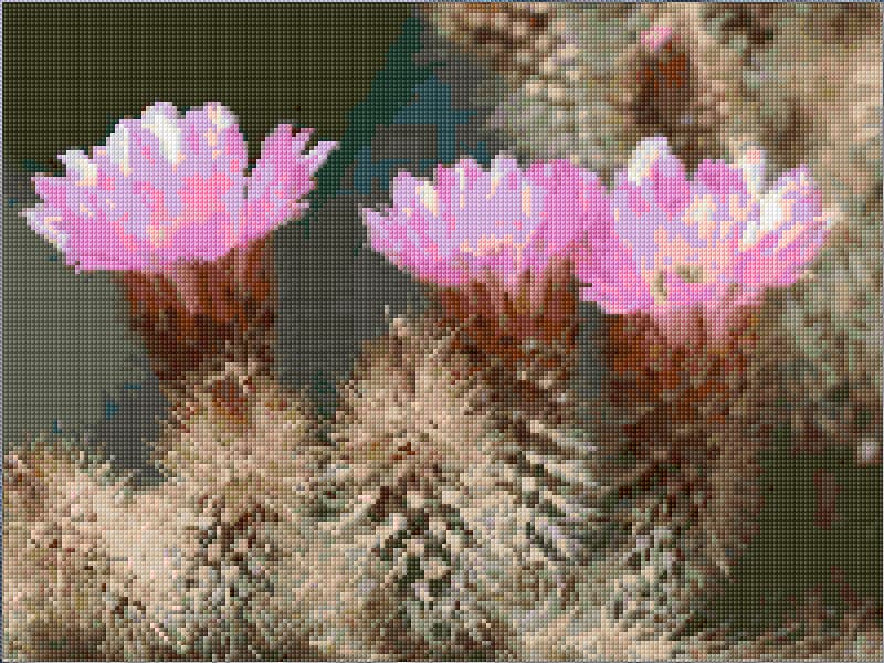 Blooming Cactus free cross-stitch pattern
