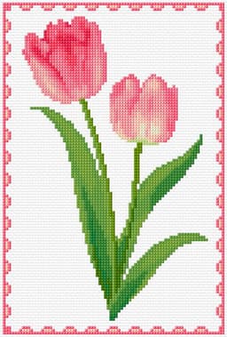 Tulips
