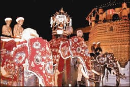 Elephants in Kandy Perahera