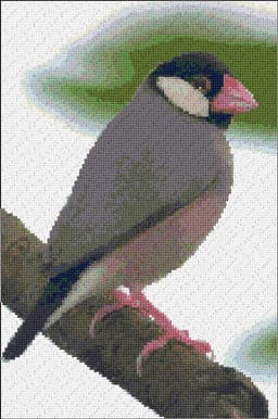 Java Sparrow